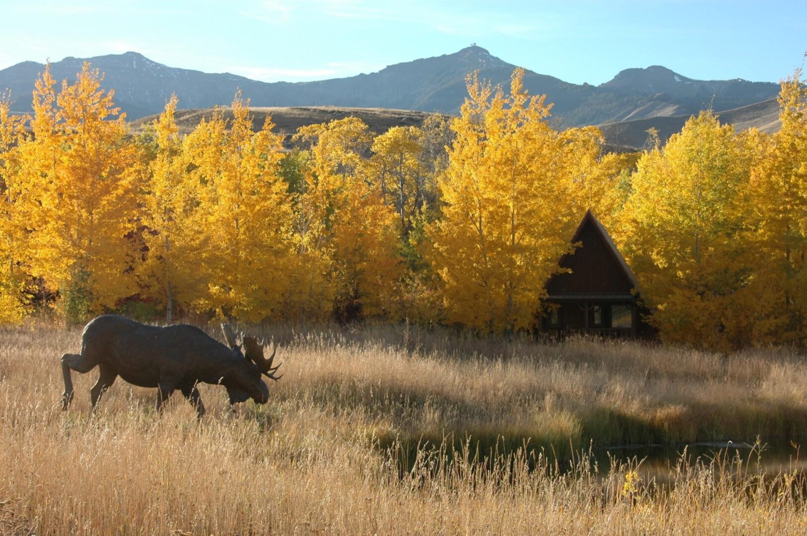 A bull moose grazing in the grass near some trees.